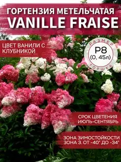 Гортензия метельчатая Vanille Fraise