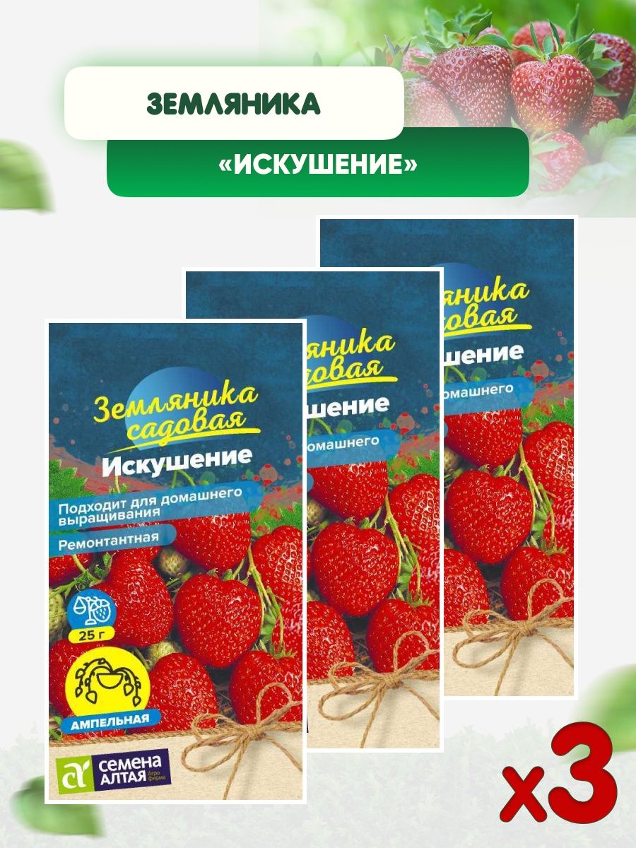 Земляника искушение. Клубника искушение. Клубника искушение описание.