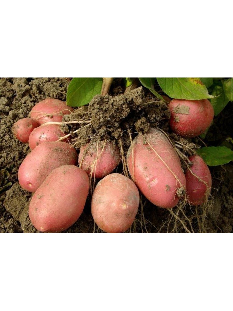 жуковский ранний картофель характеристика отзывы фото