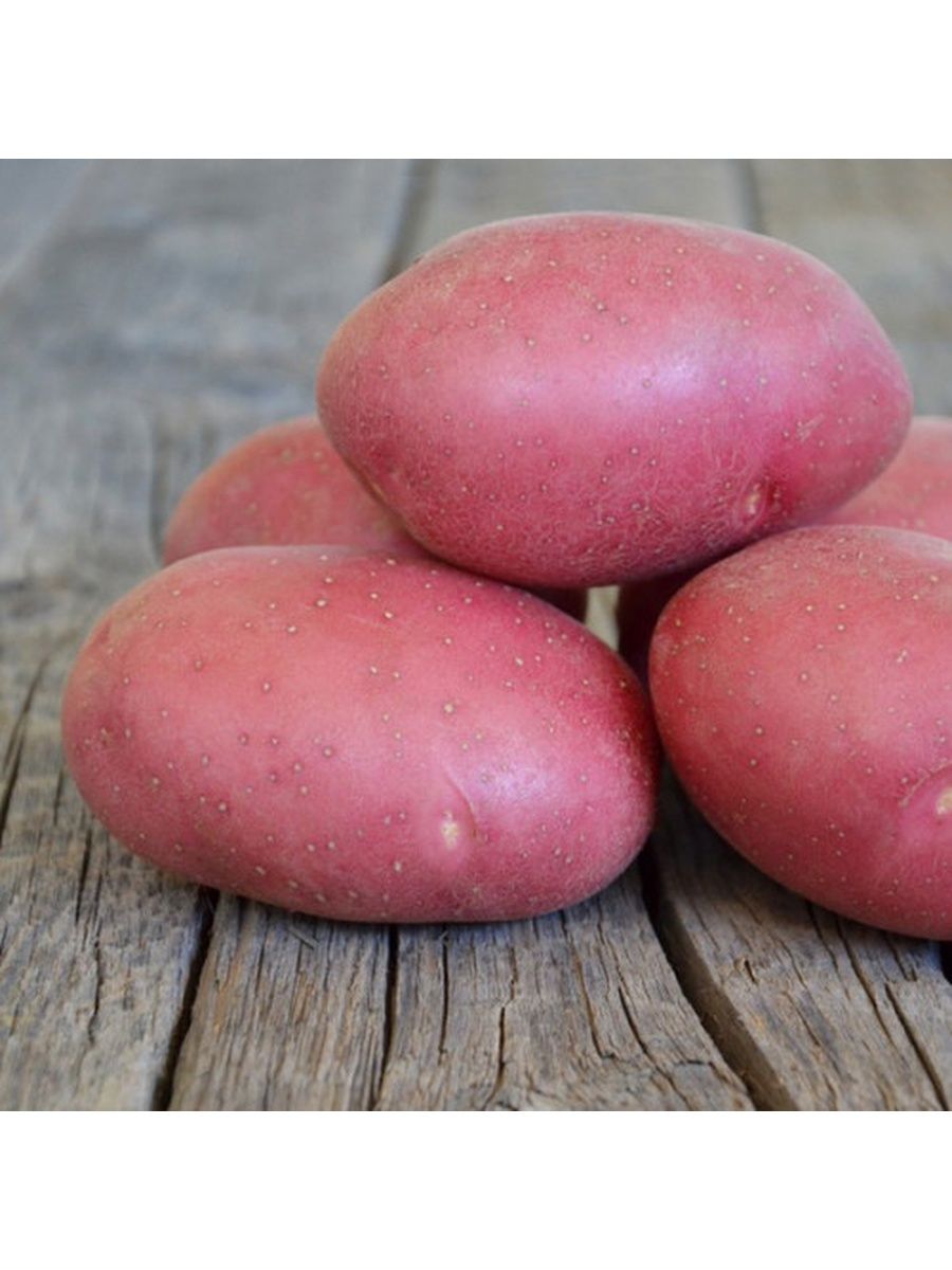 эволюшн картофель характеристика отзывы и фото