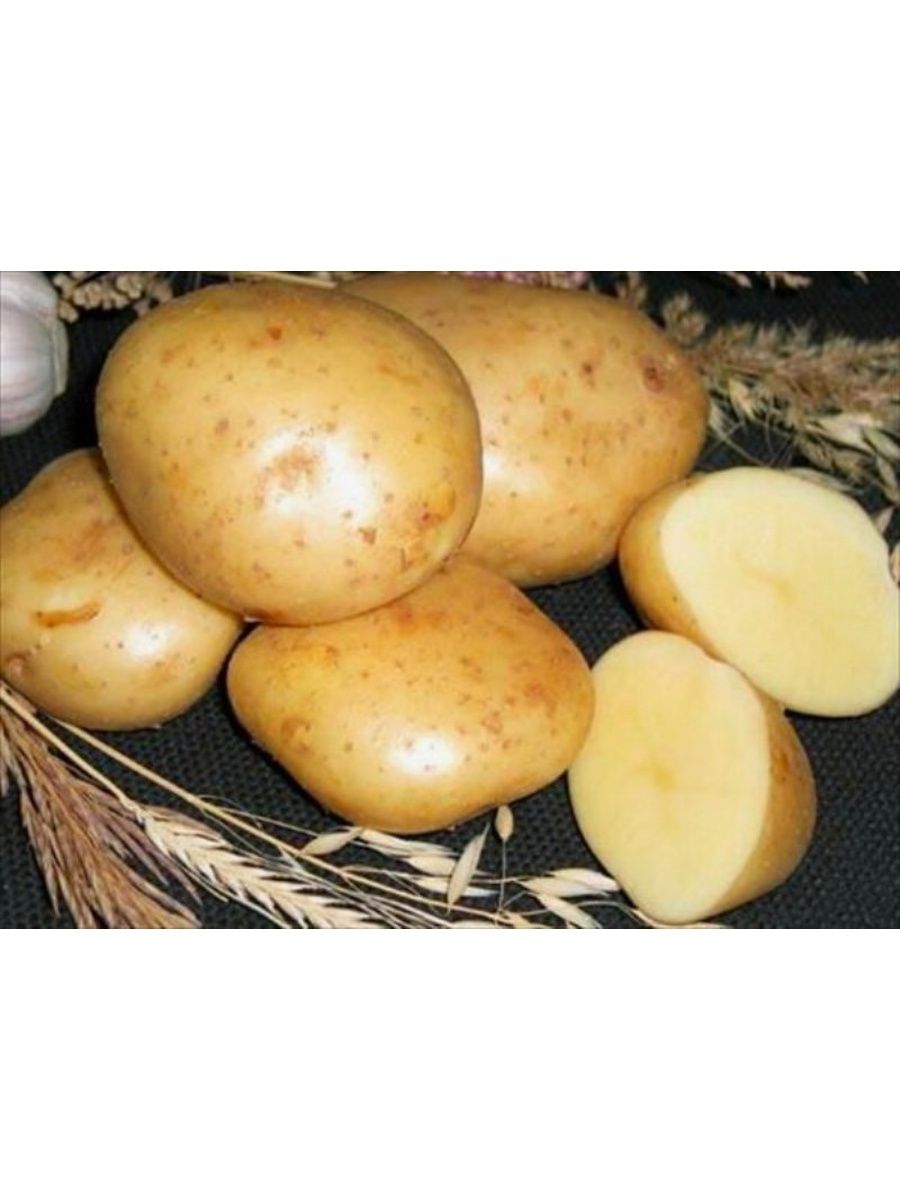 сорт картофеля никулинский фото