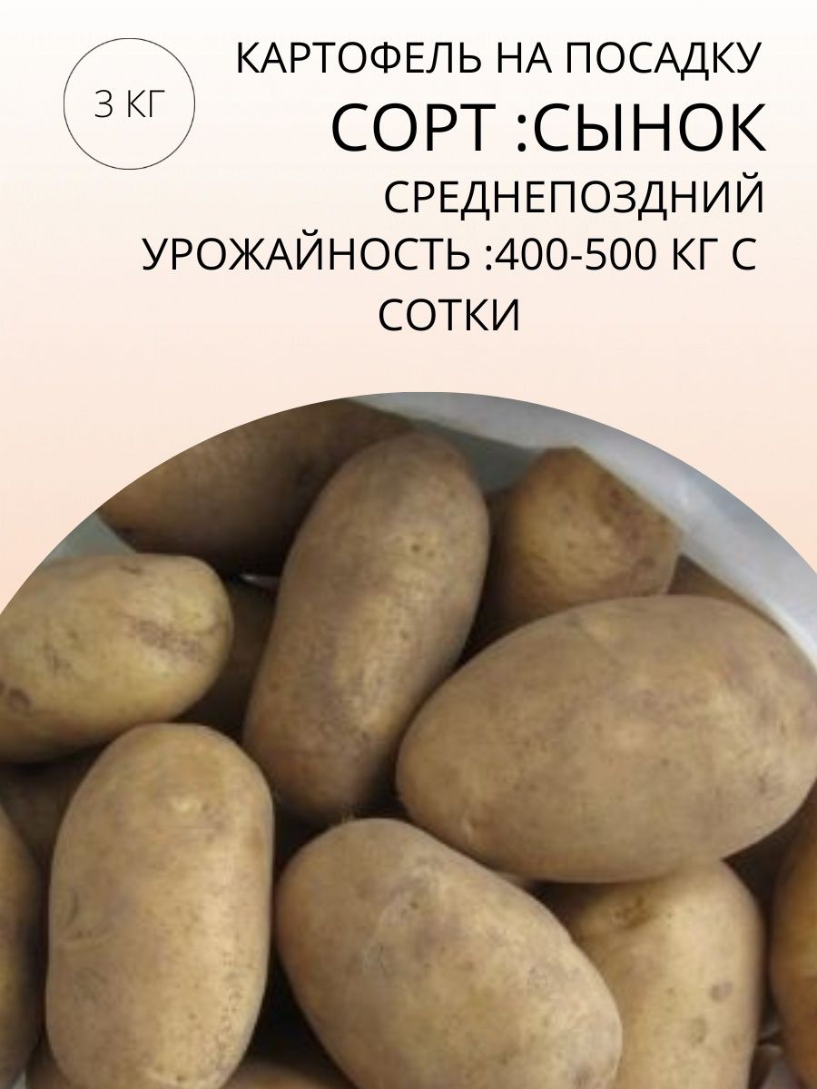 сорт картофеля ласунок характеристика отзывы фото