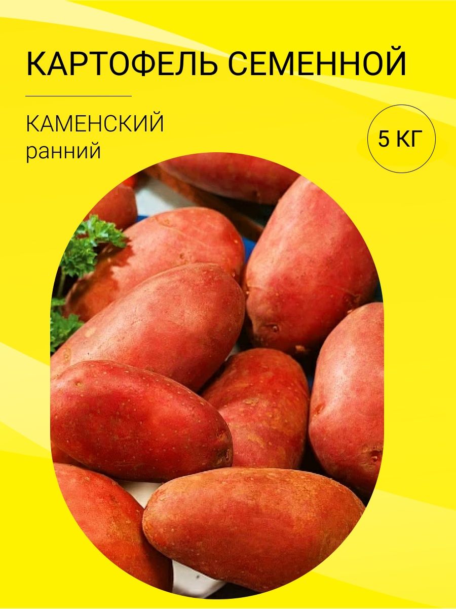 Картофель каменский. Картофель семенной 2кг Жуковский ранний суперэлита.