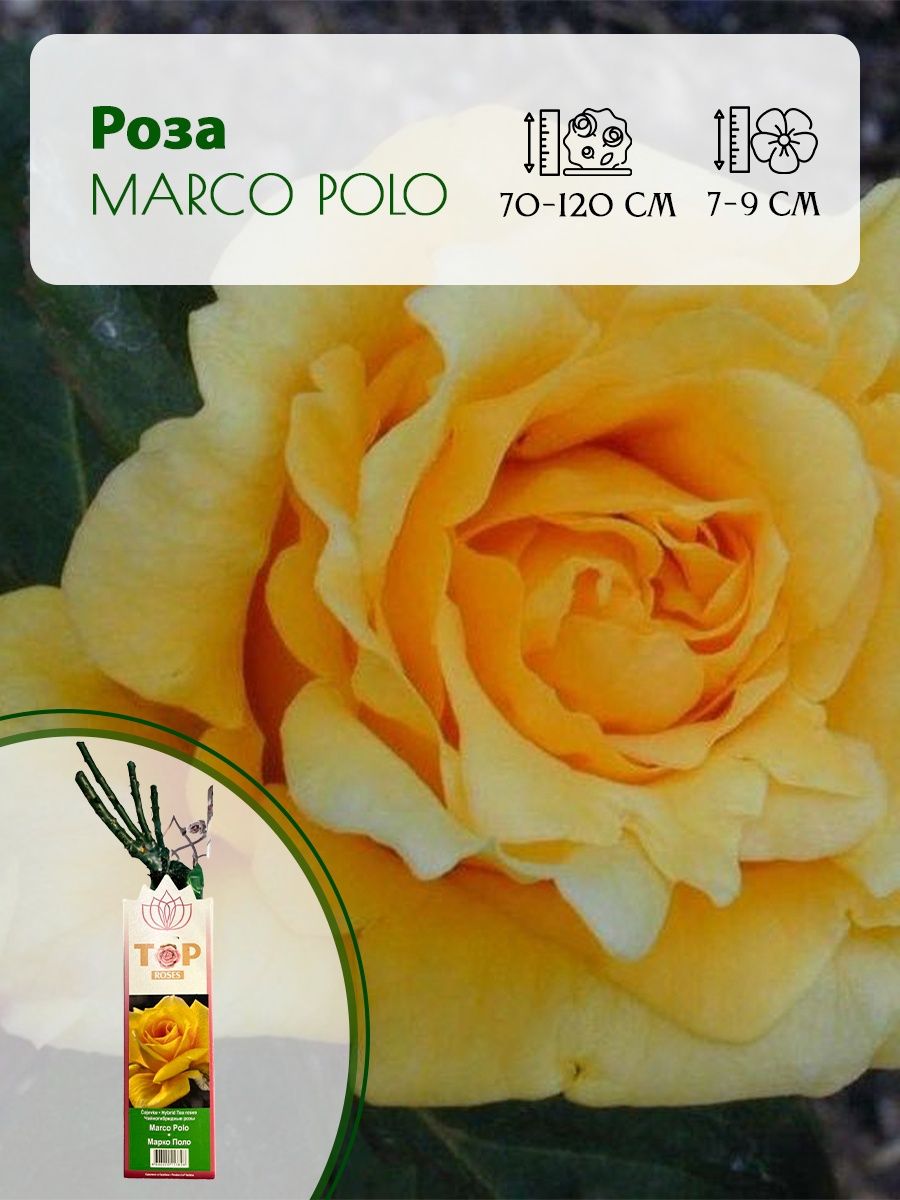 Роза Марко Поло