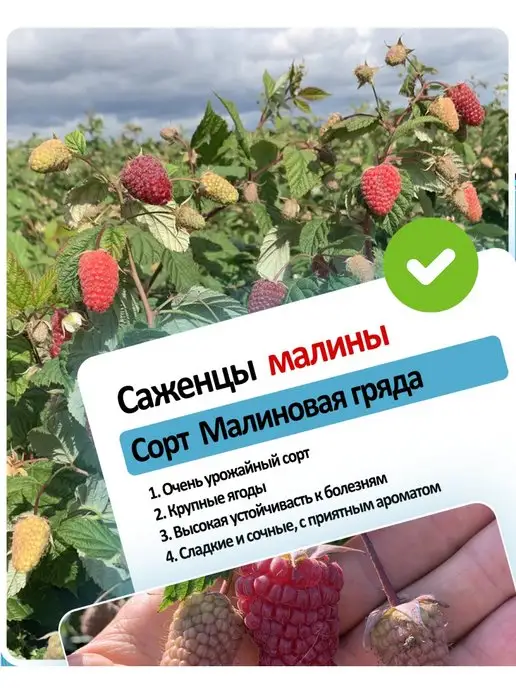 Саженец малины ремонтантной, ягодный кустарник Пчелка Садовод 148272559купить за 392 ₽ в интернет-магазине Wildberries
