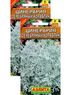 Цинерария Серебряный кораблик (0,1 г), 2 пакета