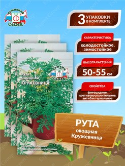 Что такое рута овощная кружевница