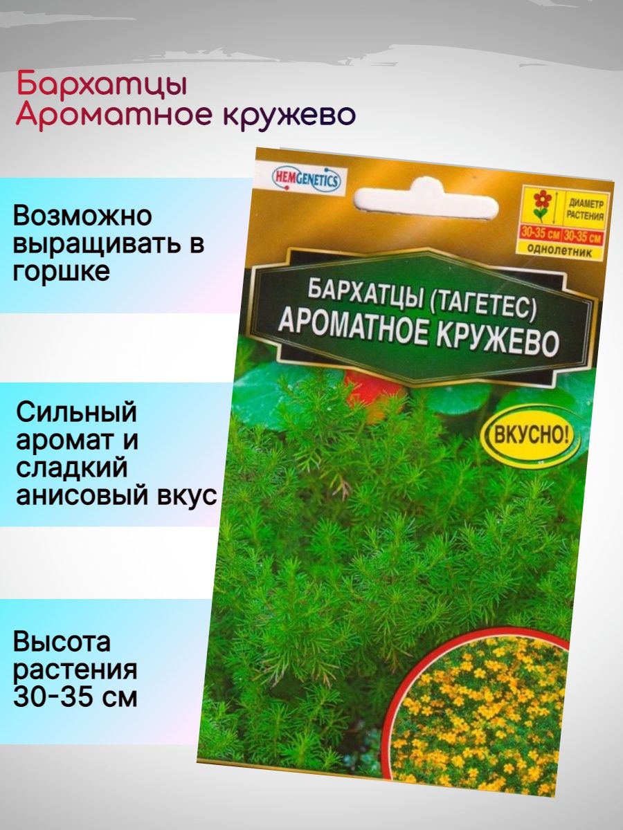 Бархатцы кружево. Бархатцы Тагетес ароматное кружево. Бархатцы ароматное кружево. Бархатцы ароматное кружево фото. Бархатцы ароматное кружево фото и описание.