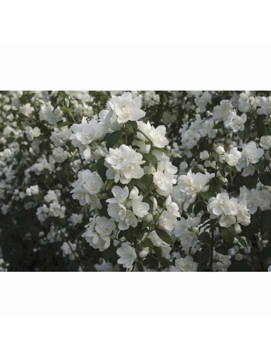 Bouquet blanc. Чубушник (Philadelphus Bouquet Blanc. Чубушник букет Бланш. Чубушник венечный "Bouquet Blanc". Чубушник (Жасмин) гибридный "Bouquet Blanc".