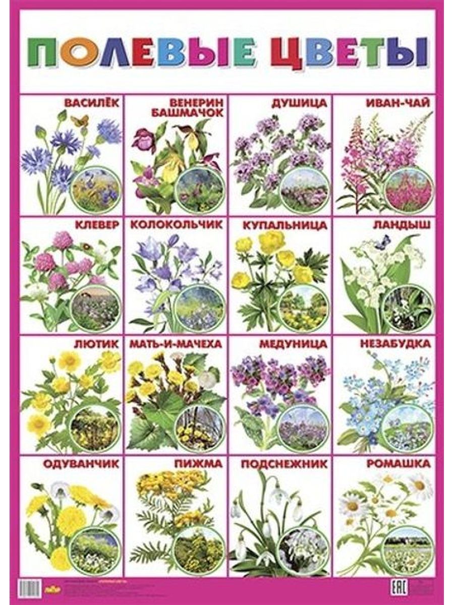 Полевые цветы с названиями для детей