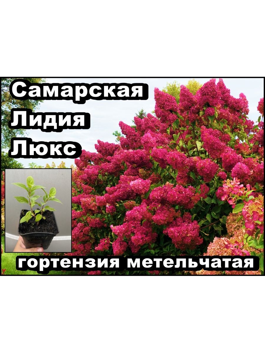 Самарская Лидия