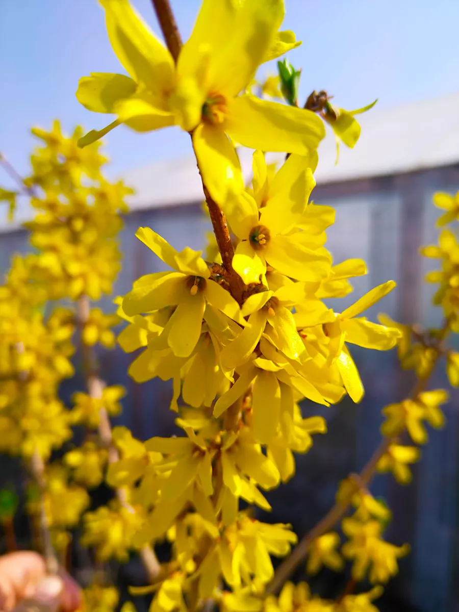 Форзиция промежуточная (Forsythia Intermedia Lynwood c2