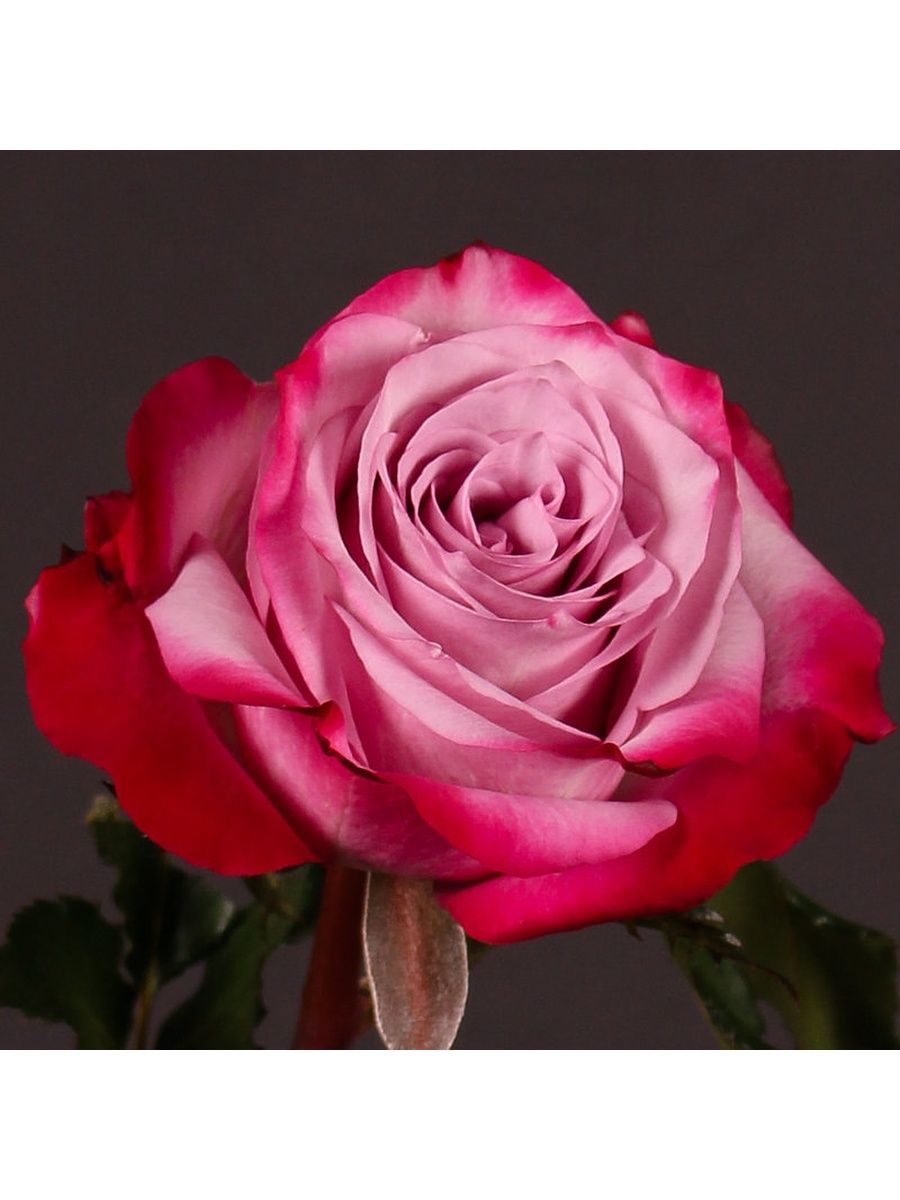 роза эквадор дип перпл