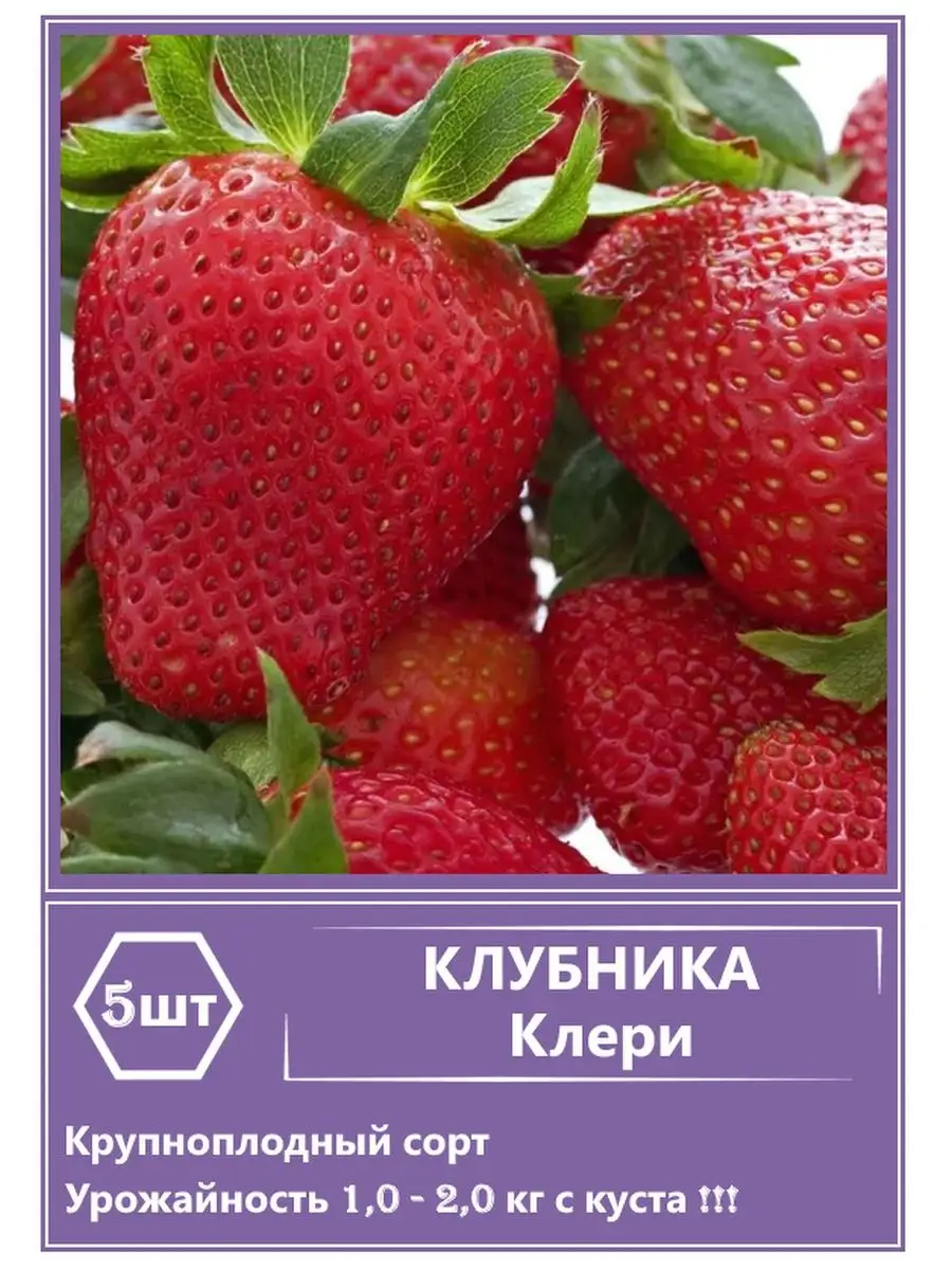 Клубника Клери (5шт) радуга-дуга 151980752 купить в интернет-магазинеWildberries