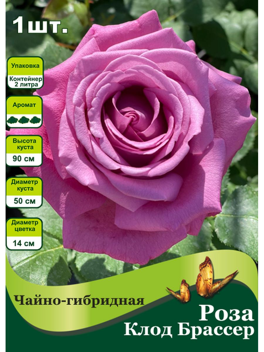 Роза чайно-гибридная (Rose Hybrid Tea Orient Express br)