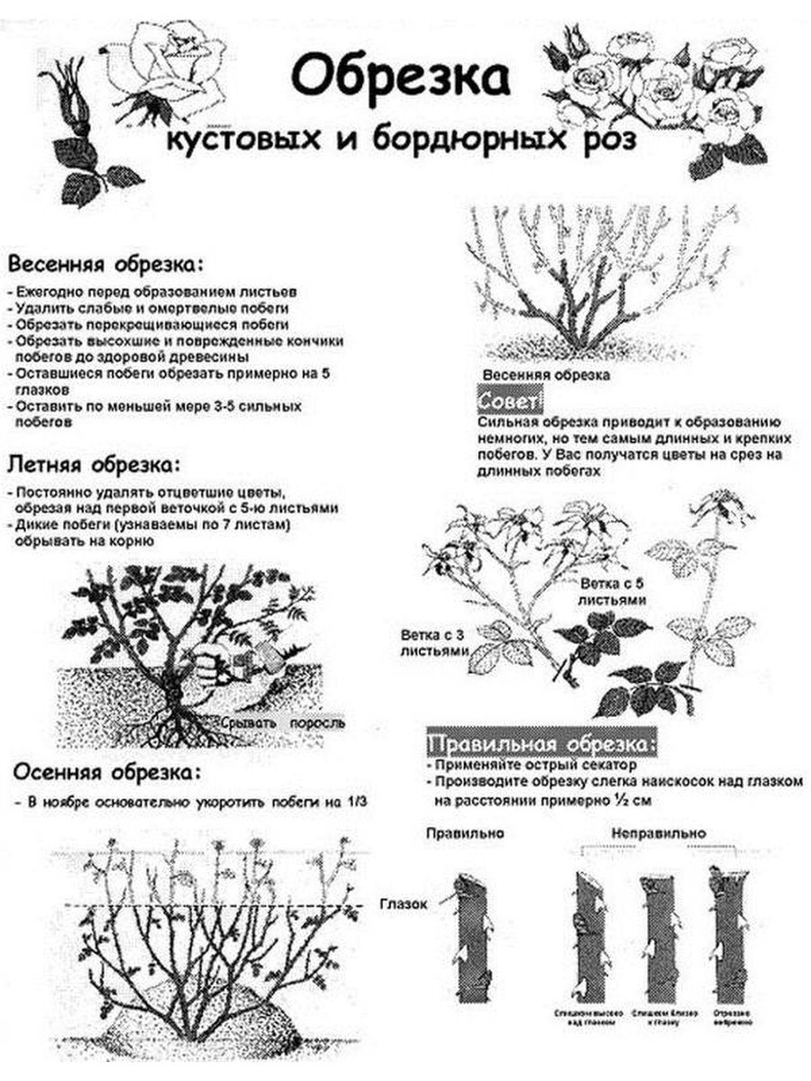 Как подрезать розы весной