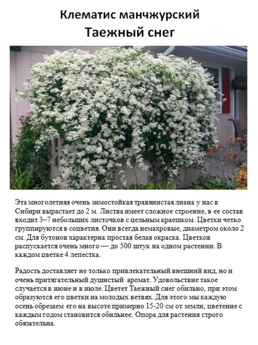 Клематис маньчжурский Таежный снег