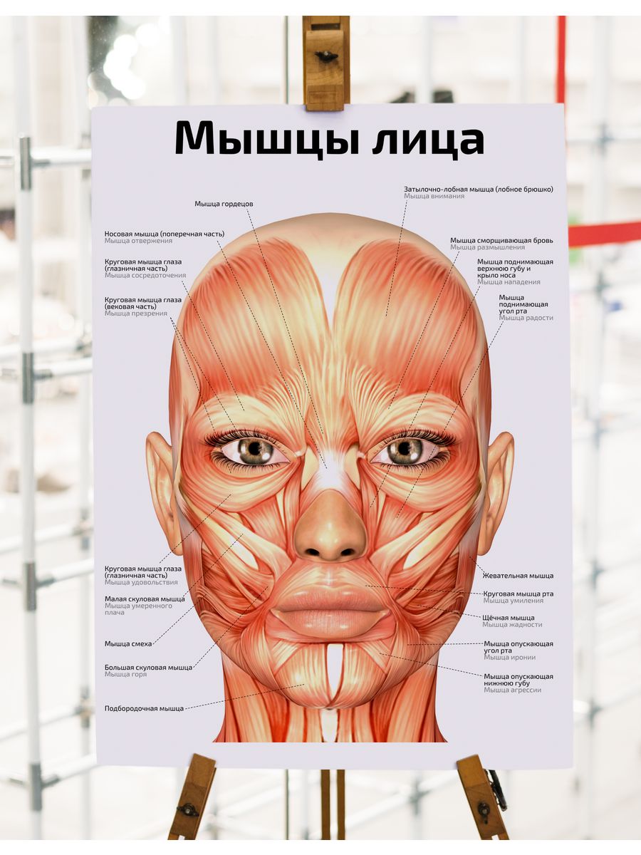 артерии и вены лица