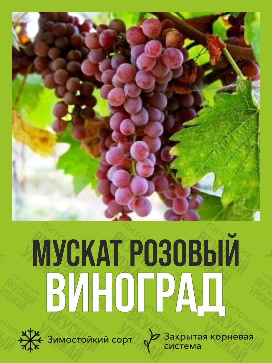 Виноград мускат розовый описание. Виноград Мускат розовый. Книги про виноград. Школа садовода. Издание второе исправленное и дополненное.