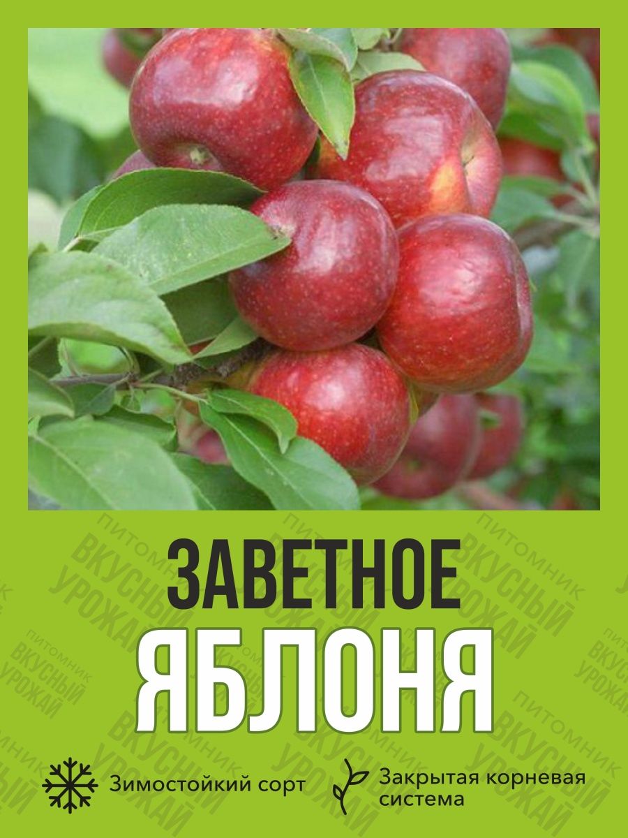 Яблоня заветное. Питомник Яблонька Татьяны Аскретковой. Отзывы о яблоня заветная. Яблоня Подснежник.