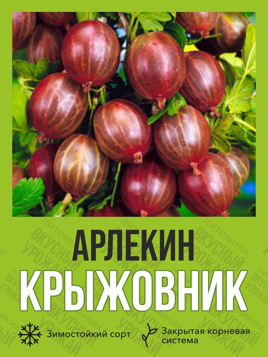 Питомник крыжовника. Крыжовник Арлекин. Крыжовник Арлекин описание. Крыжовник Арлекин описание сорта.