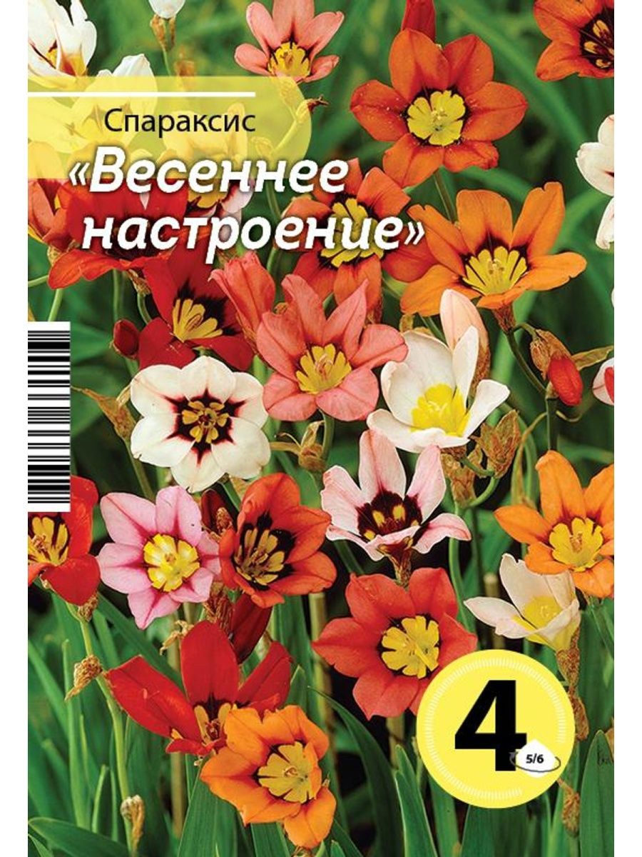 Спараксис весеннее настроение. Спараксис, смесь. Спараксис луковицы. Спараксис Весеннее настроение описание.