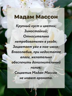 Рододендрон мадам массон описание фото