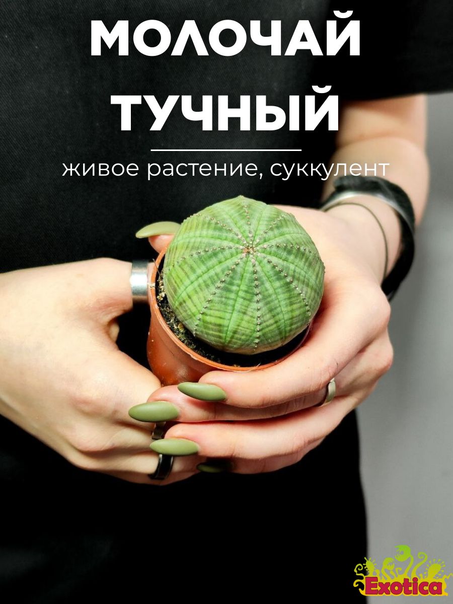 Молочай тучный. Эуфорбия obesa. Euphorbia obesa цветение. Эуфорбия obesa (арбузики!. Эуфорбия ballyi.