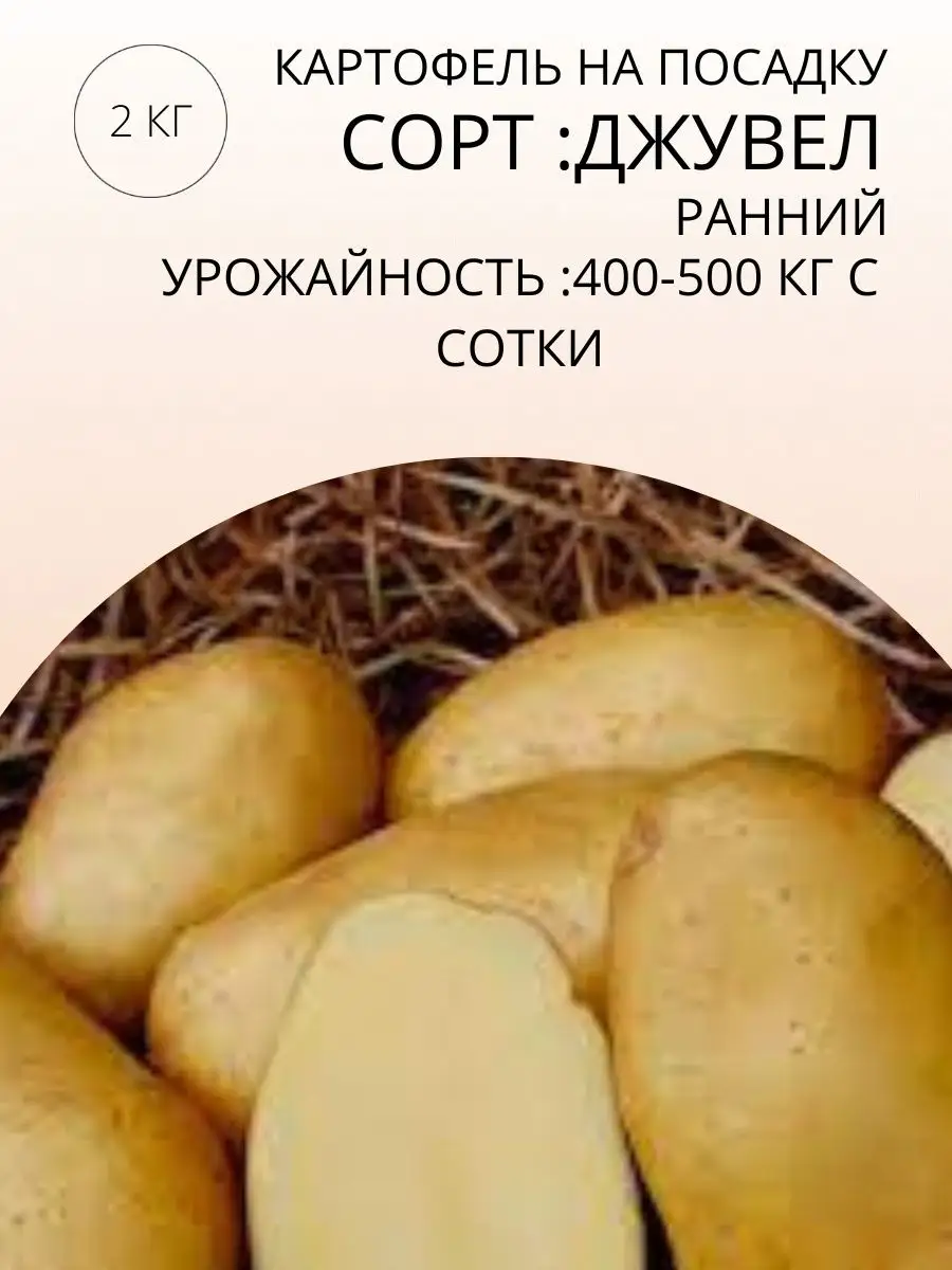 Описание картофеля джувел