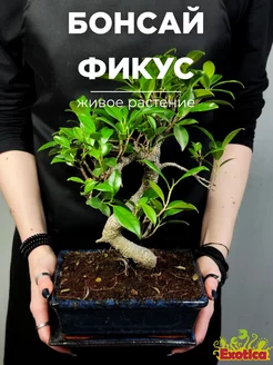 Бонсай Фикус (Ficus Microcarpa) в керамическом кашпо