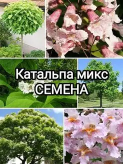 Катальпа микс Семена + Подарок