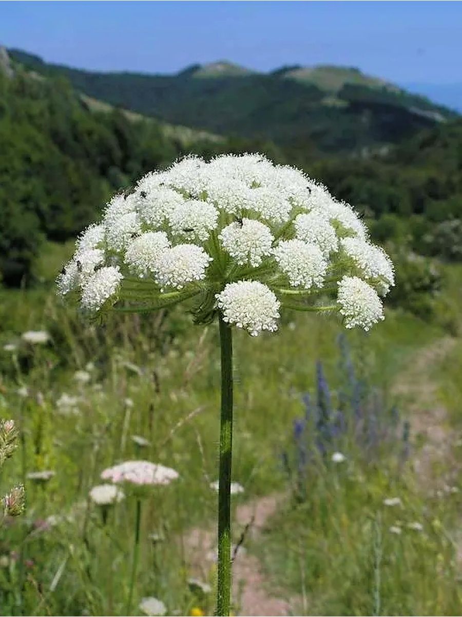 Курай Башкирский цветок