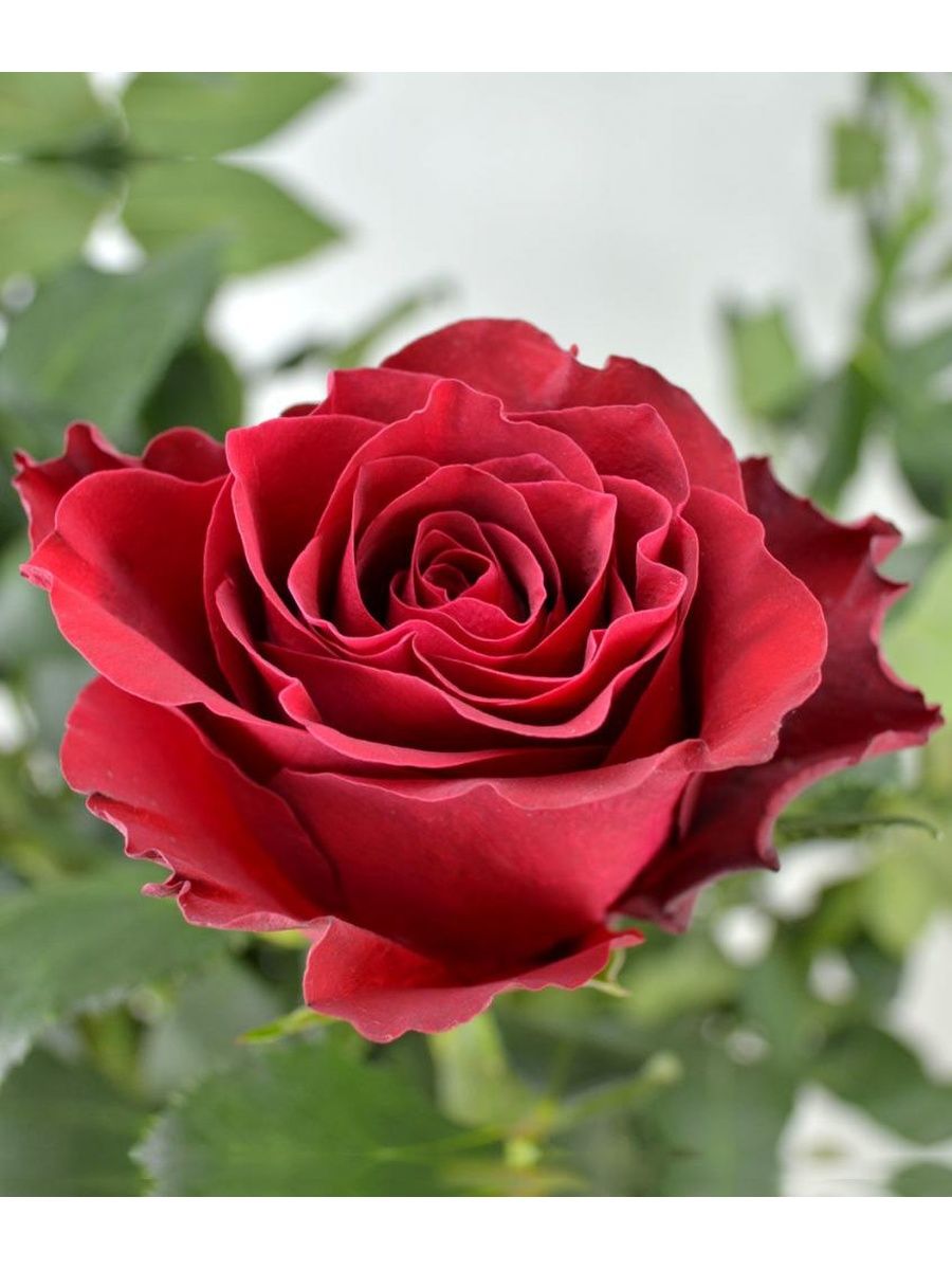 роза родос описание сорта