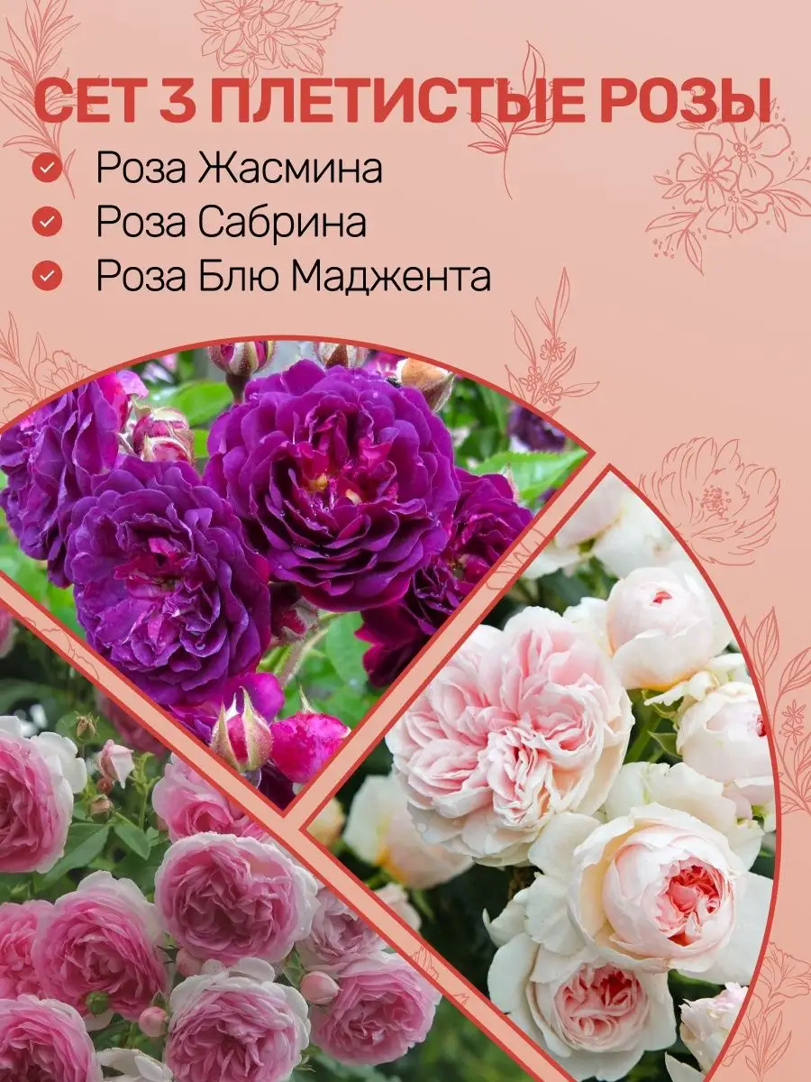 Купить Пионы Саженцы В Интернет Магазине Посадика