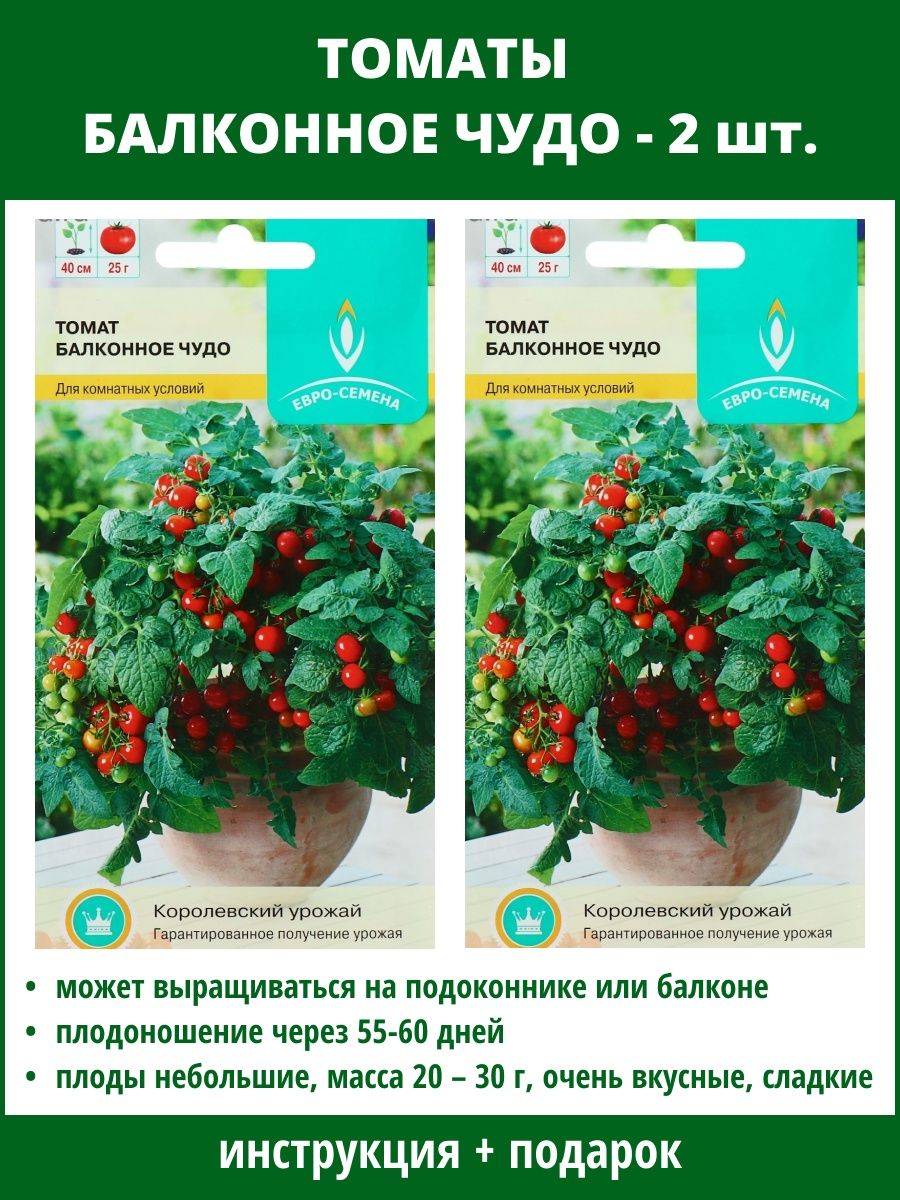 Сорт помидор балконное чудо отзывы. Балконные помидоры балконное чудо. Помидоры на подоконнике балконное чудо.