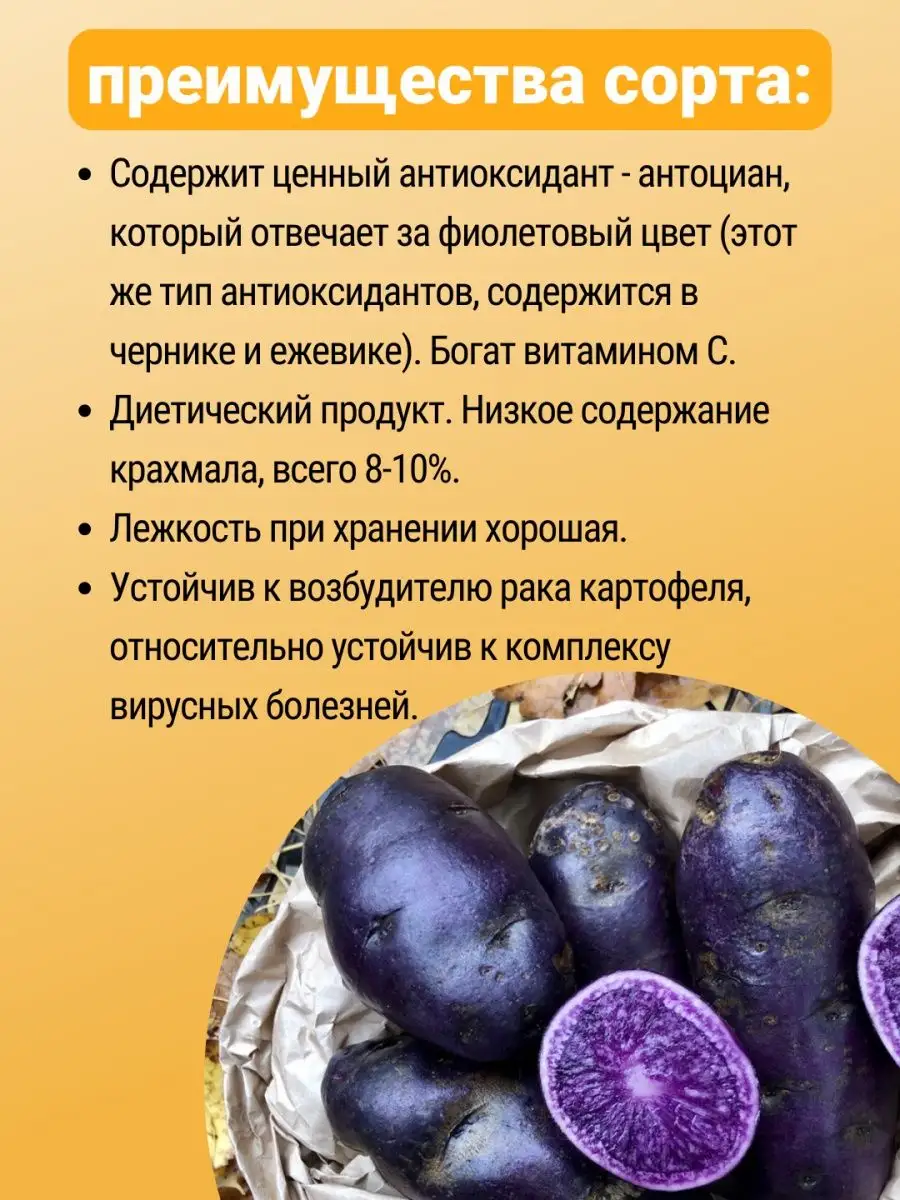 Семенной картофель на посадку Фиолетовый среднепоздний 1 кг ПОИСК 154552327купить в интернет-магазине Wildberries
