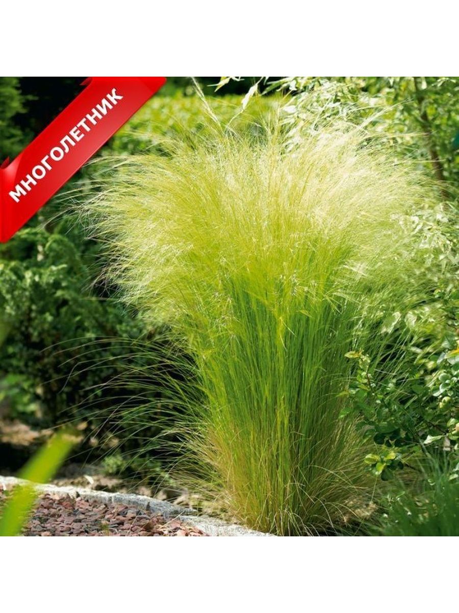 Ковыль Stipa tenuissima