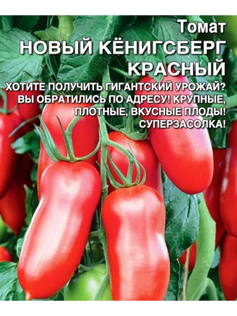 Томат новый