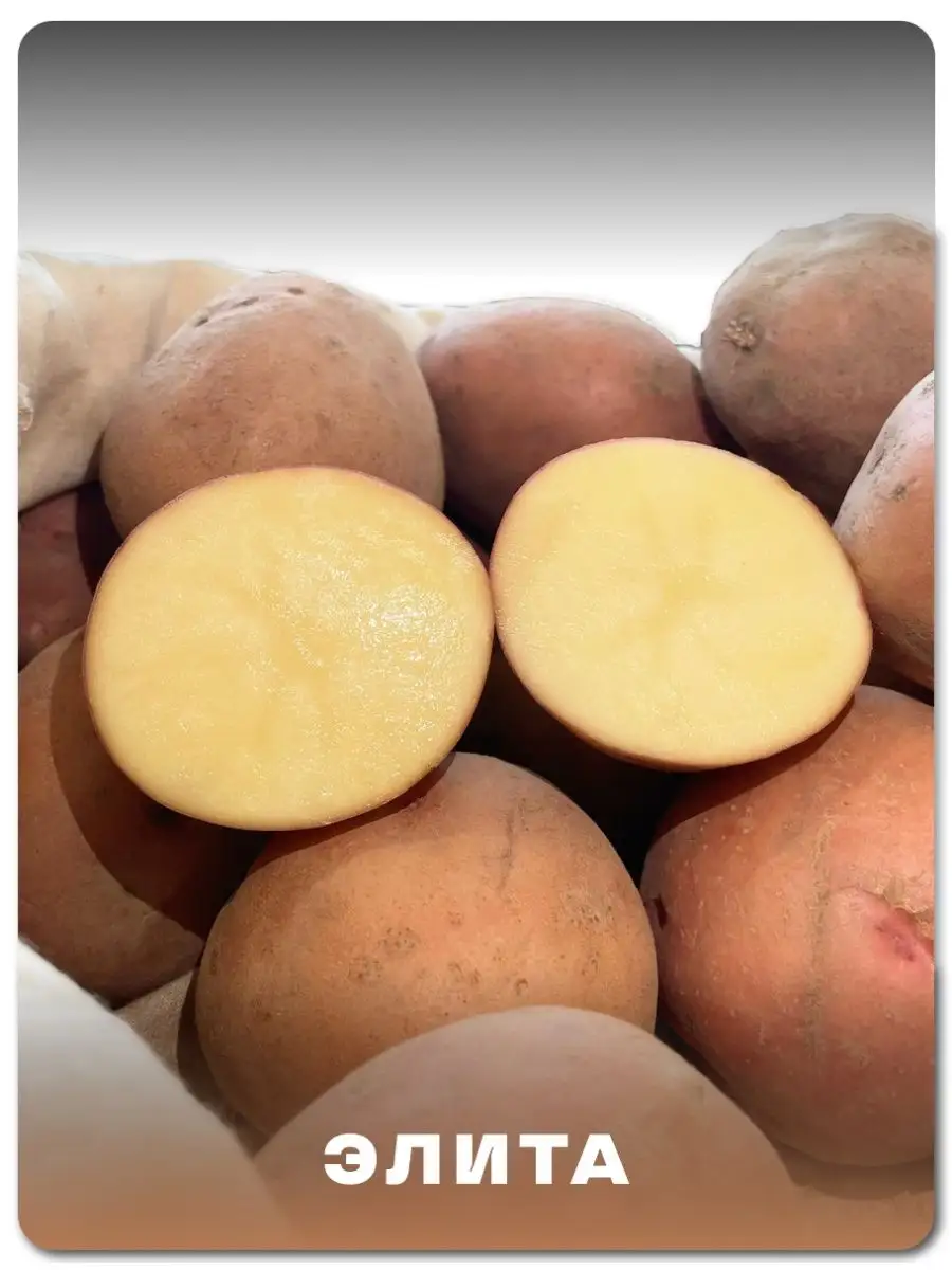 Беллароза картофель характеристика отзывы вкусовые