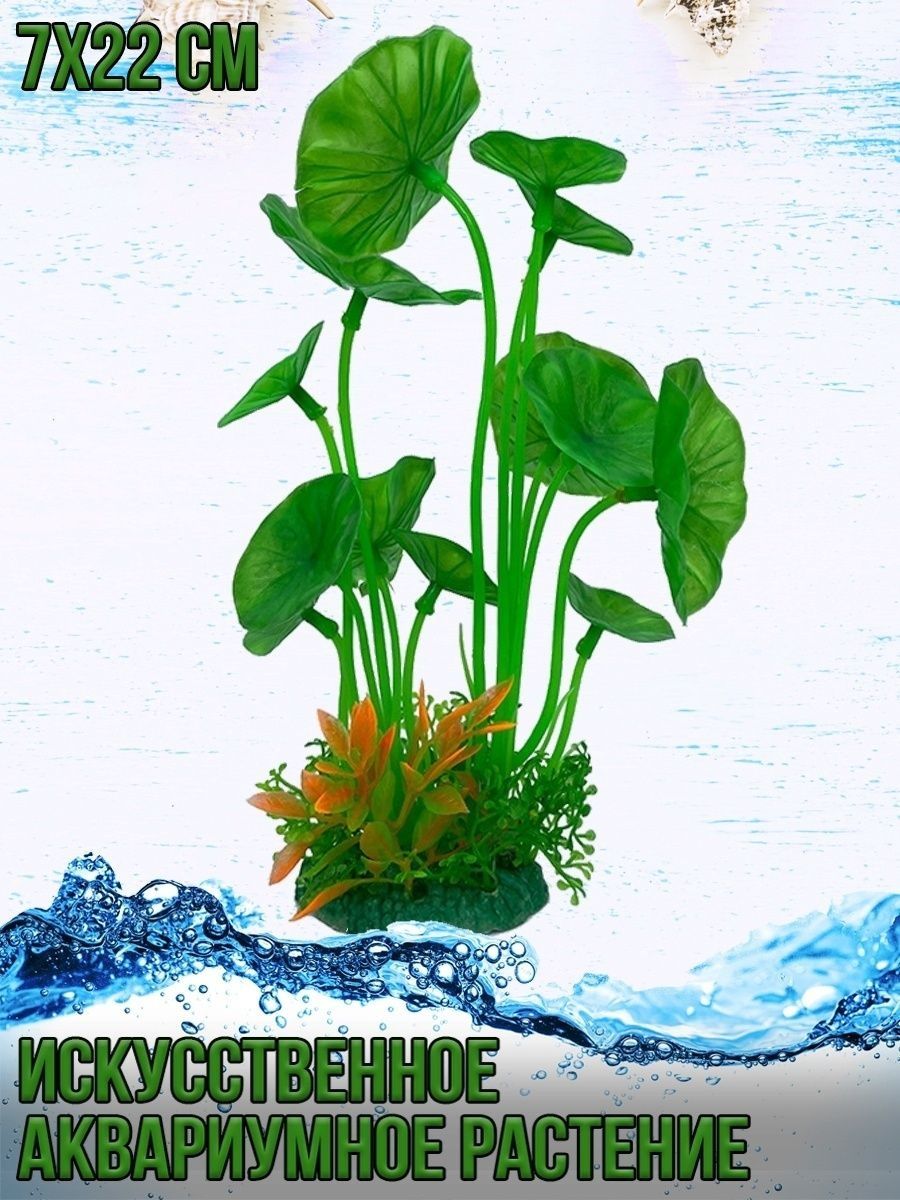 Вегетативное размножение аквариумных растений