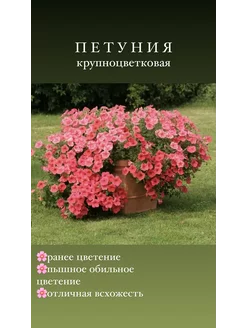 Семена Петуния крупноцветковая