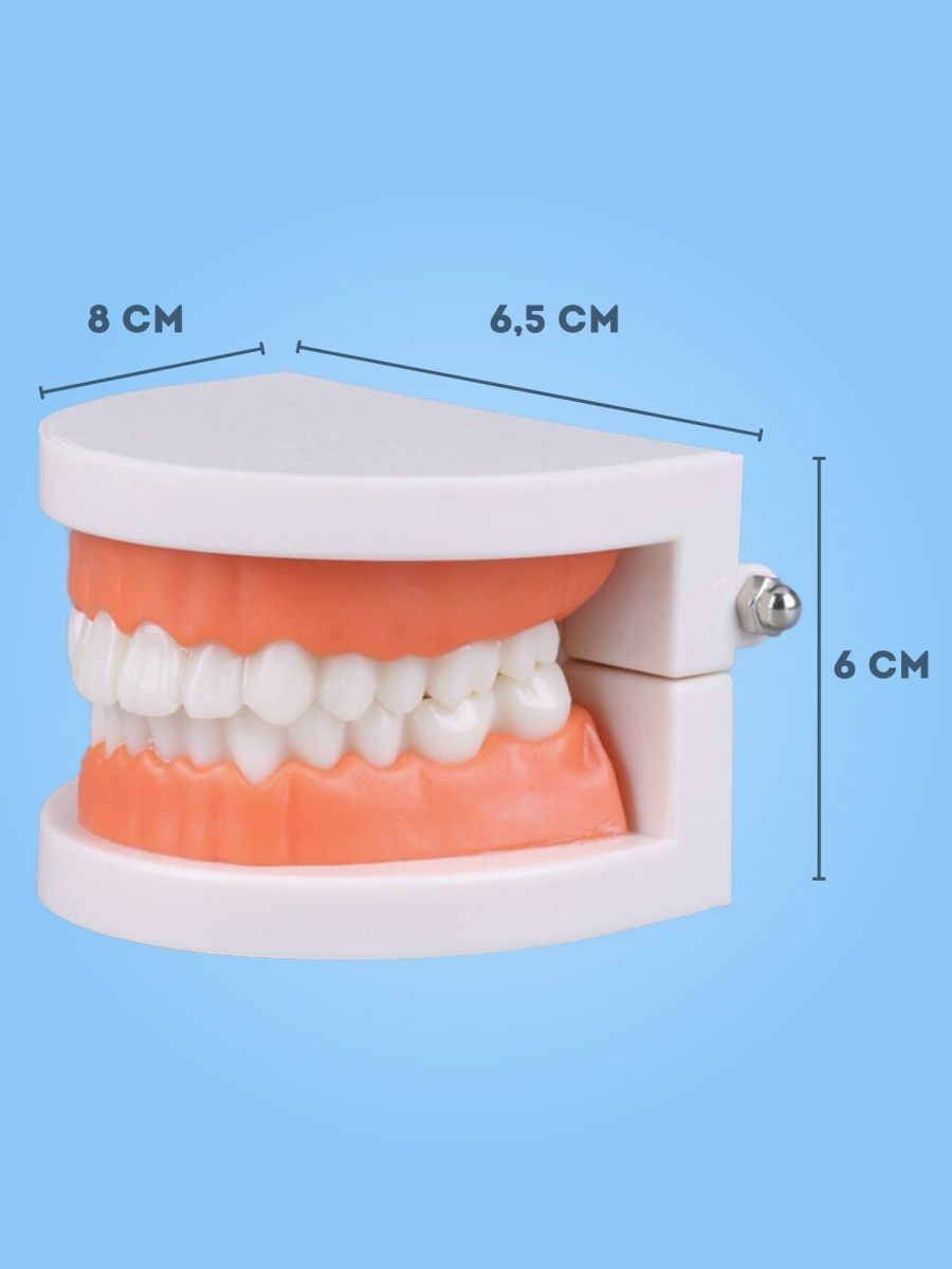 Муляж челюсти с зубами