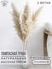 Сухоцветы для декора и интерьера Пампасная трава высокая бренд ARANTA продавец Продавец № 570008