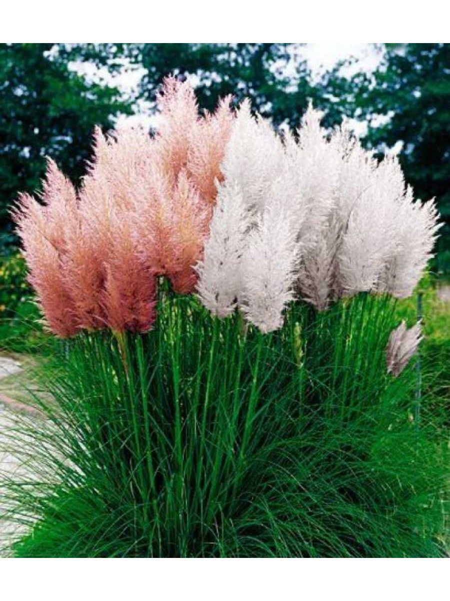 Cortaderia selloana