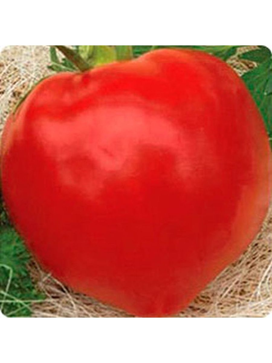 помидоры буденовка фото