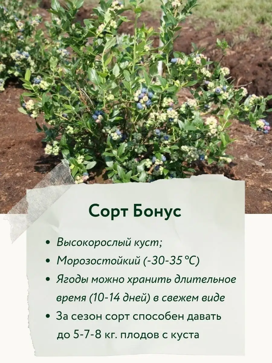 Голубика бонус куст. Голубика бонус описание. Голубика бонус фото куста. Голубика бонус размер куста.
