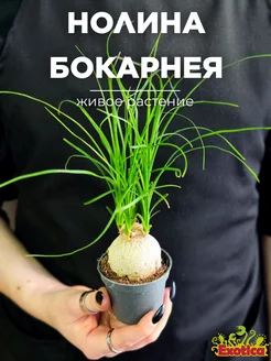 Нолина Рекурвата, Бокарнея (Beaucarnea Nolina) D6см