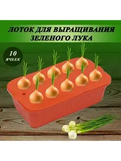 Лоток (контейнер) для выращивания зелёного лука