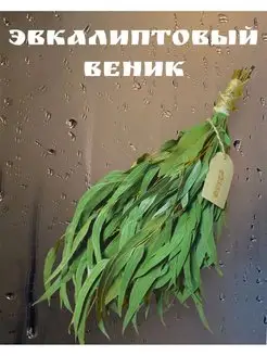 Веник эвкалиптовый