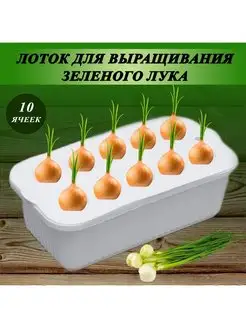 Лоток для выращивания зелёного лука